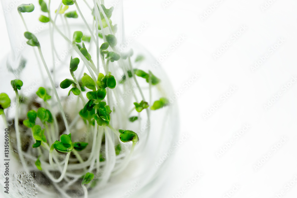 Broccoli sprouts, microgreens, grown in a glass flask. Broccoli sprouts, microgreens, grown in a glass flask.