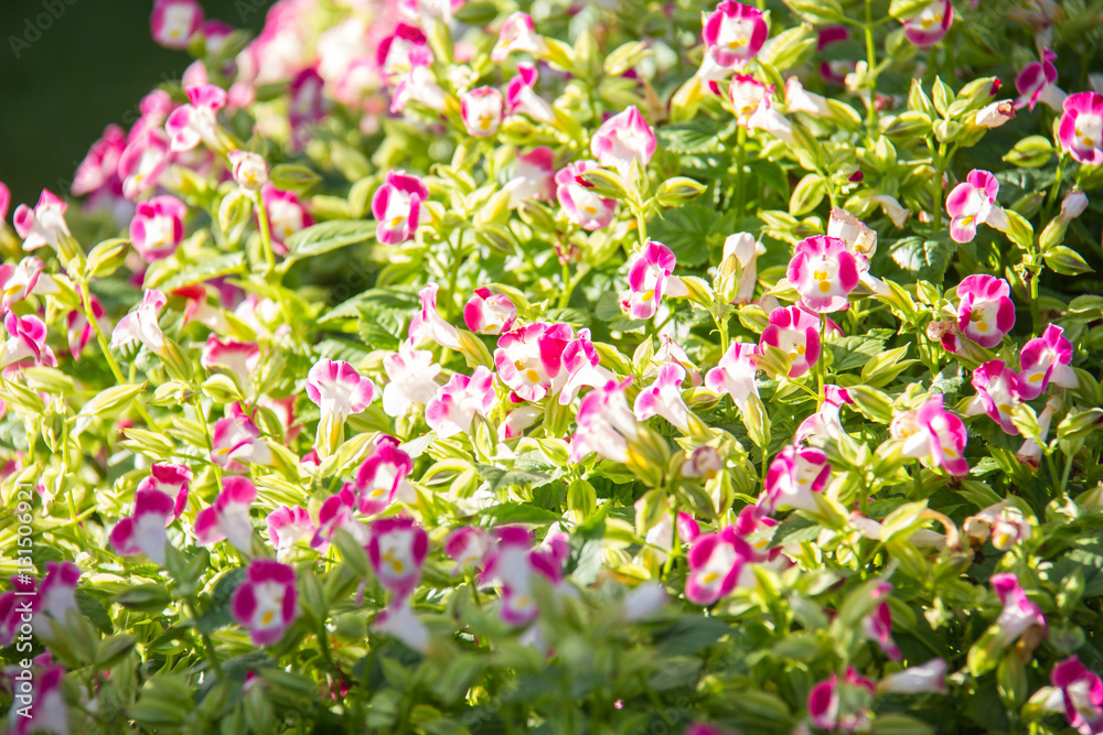 Pink Torenia,Wishbone flowers in the garden Pink Torenia,Wishbone flowers in the garden