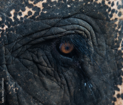 Close up elephant's eye