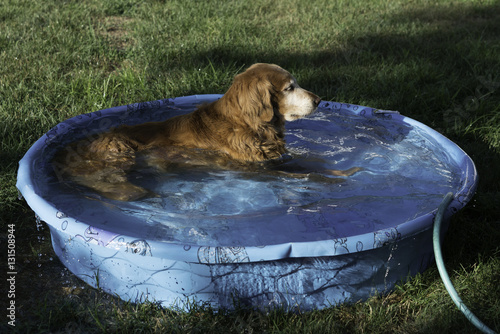 Chillin' in the pool