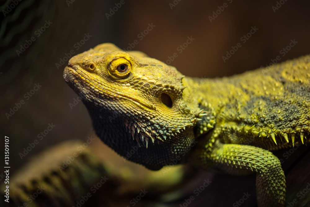 Obraz premium Leguan