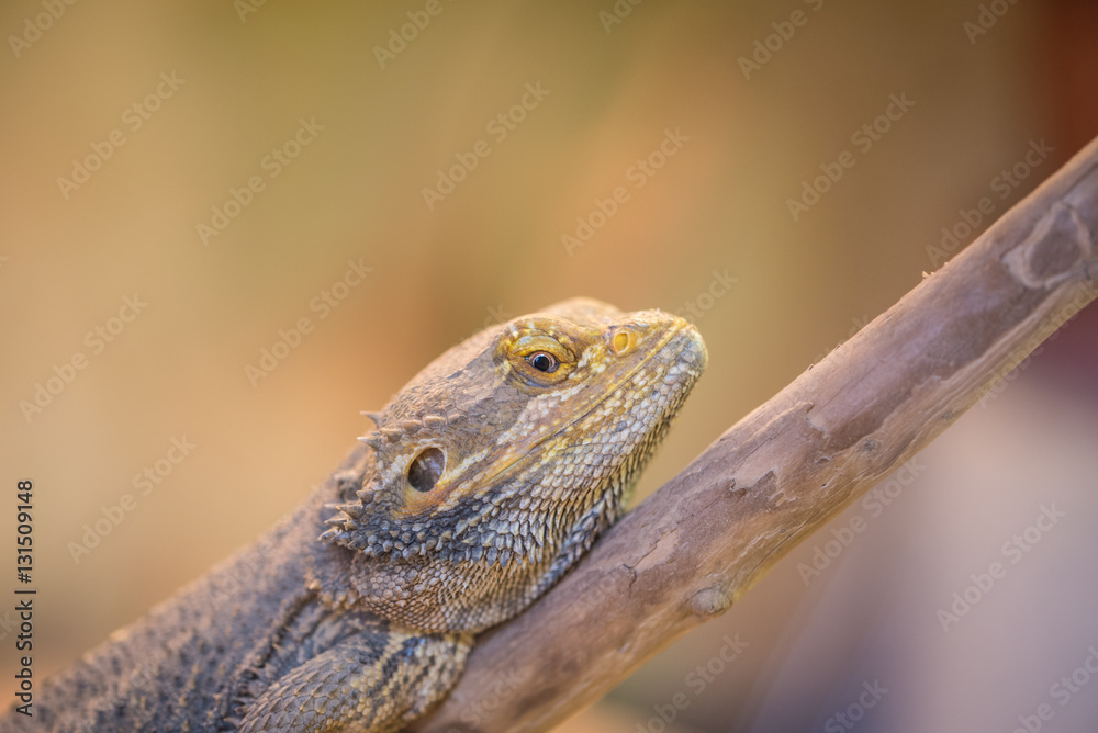 Leguan Leguan