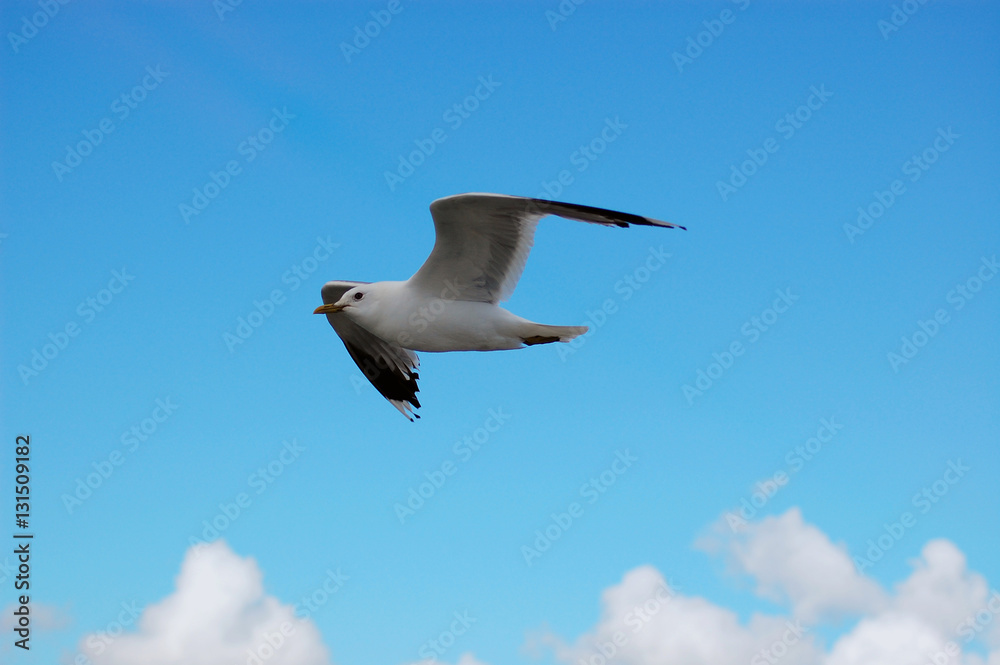 Möwenflug 3 Möwenflug 3