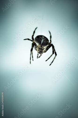 Spider waiting fpr prey