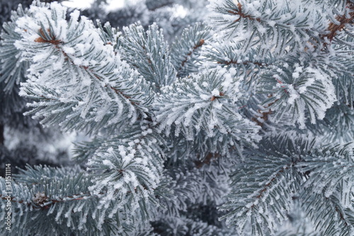 Frozen plants - fir branches covered by hard rime