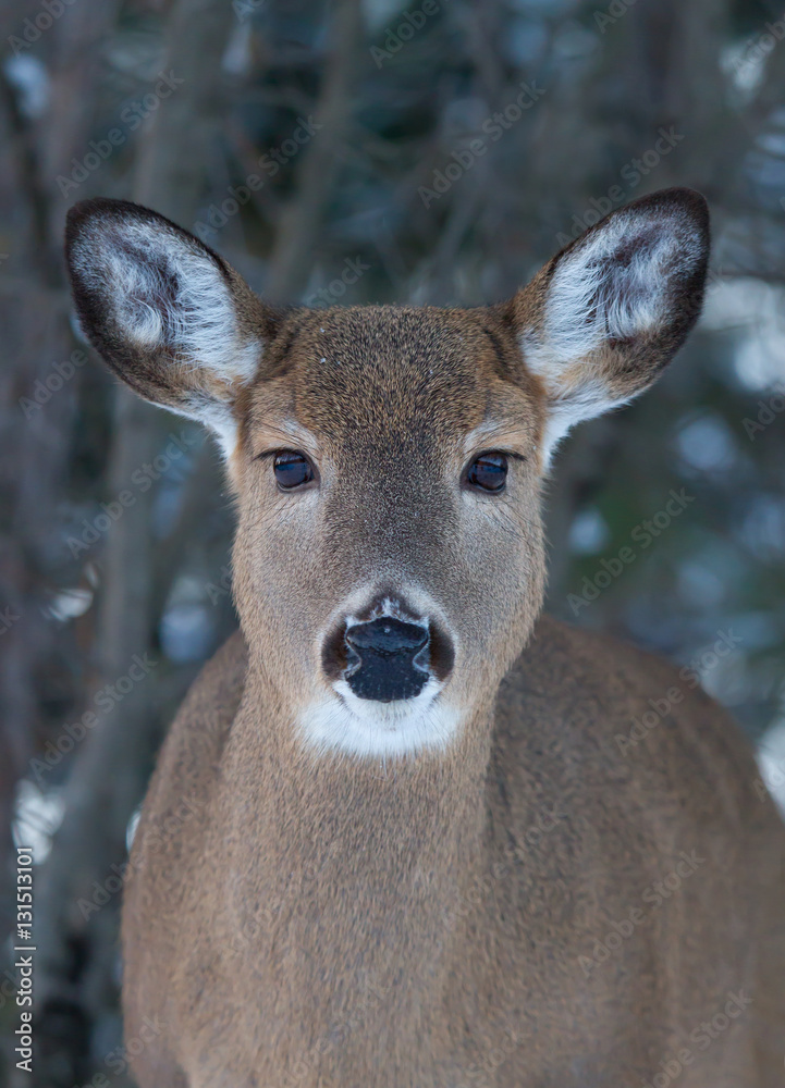 White-tailed deer in winter in Ottawa, Canada