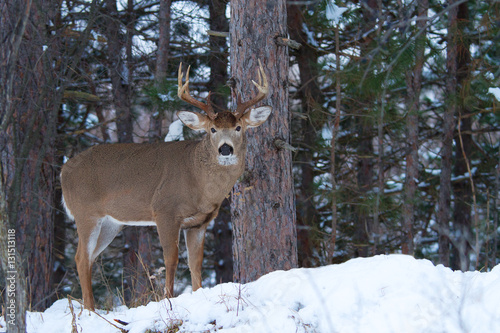 White-tailed deer buck in winter in Ottawa, Canada