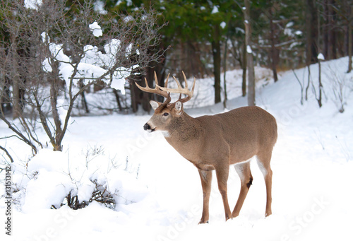 White-tailed deer buck in winter in Ottawa, Canada © Jim Cumming