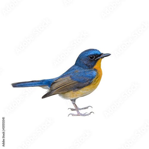 Hill Blue Flycatcher(Cyornis banyumas), beautiful blue bird isolated with white background.