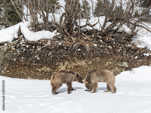 Winter in Greater Caucasus Mountains. Two Brown bear cubs playing. Georgia  country . Mestia ski resort. Svaneti  Svanetia  region of Georgia.