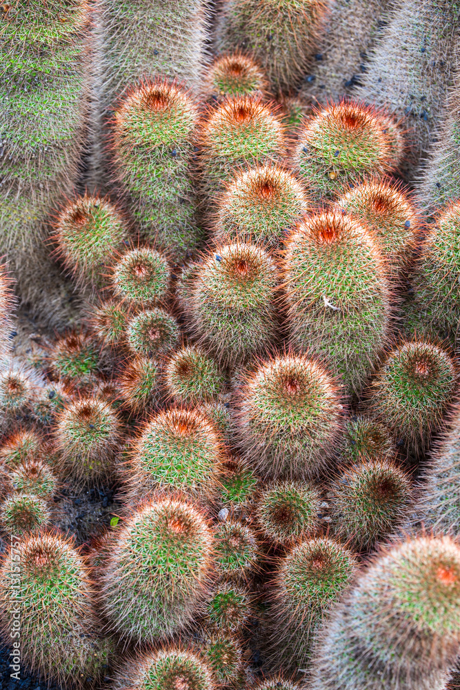 Red Mammillaria Elongata in Jardin de Cactus, Lanzarote Red Mammillaria Elongata in Jardin de Cactus, Lanzarote