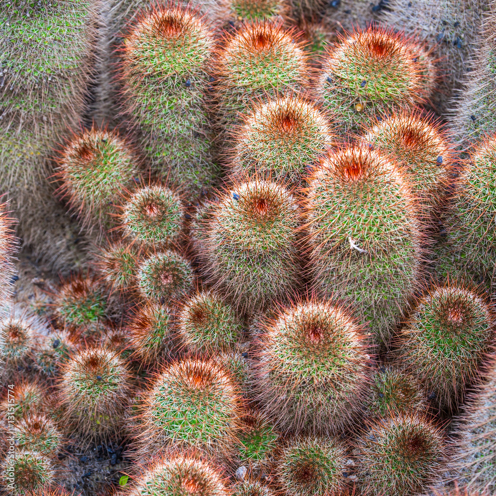 Red Mammillaria Elongata in Jardin de Cactus, Lanzarote Red Mammillaria Elongata in Jardin de Cactus, Lanzarote