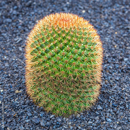 Red Echinocactus in Jardin de Cactus,  Lanzarote,