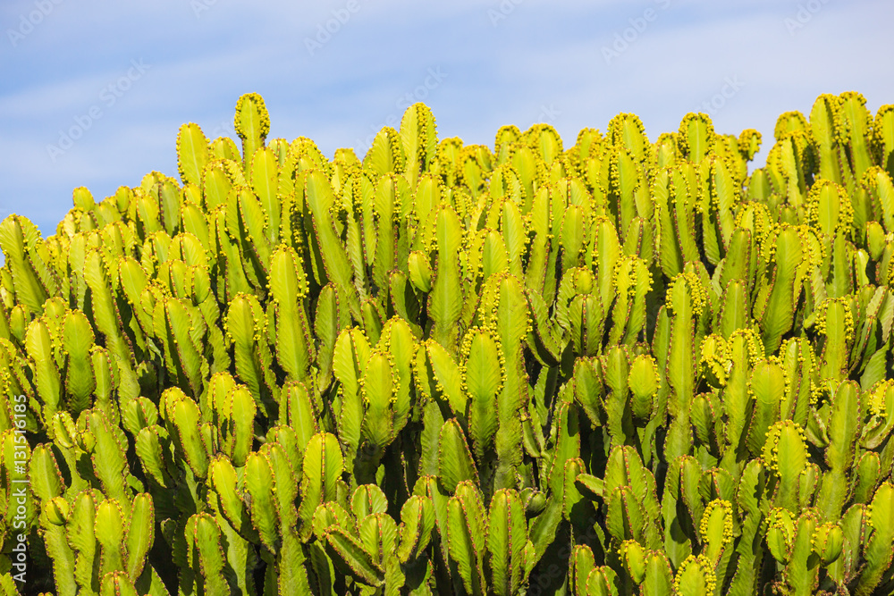 © NICOLA - Cactus Tree Euphorbia Ingens in Jardin de Cactus,  Lanzarote