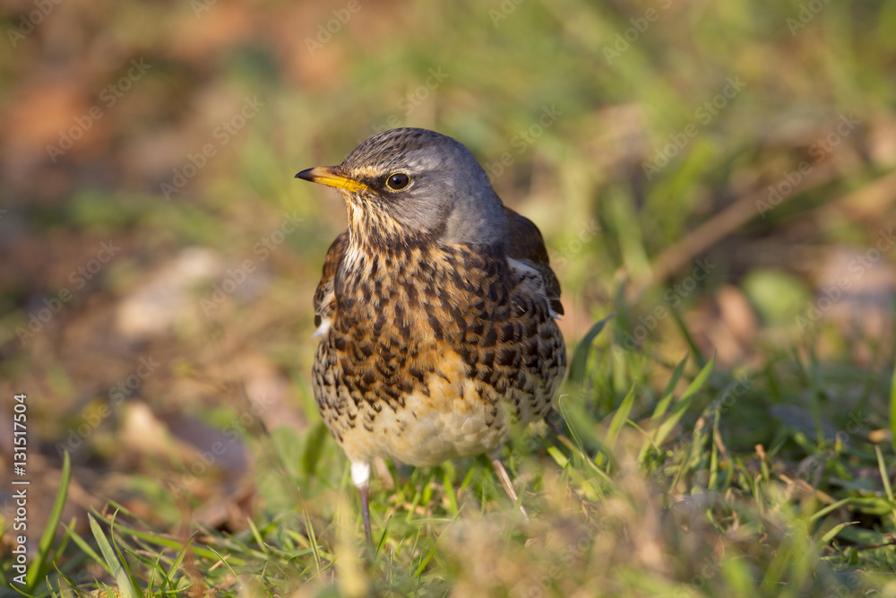 Fieldfare Turdus pilaris feeding in rough meadow Fieldfare Turdus pilaris feeding in rough meadow