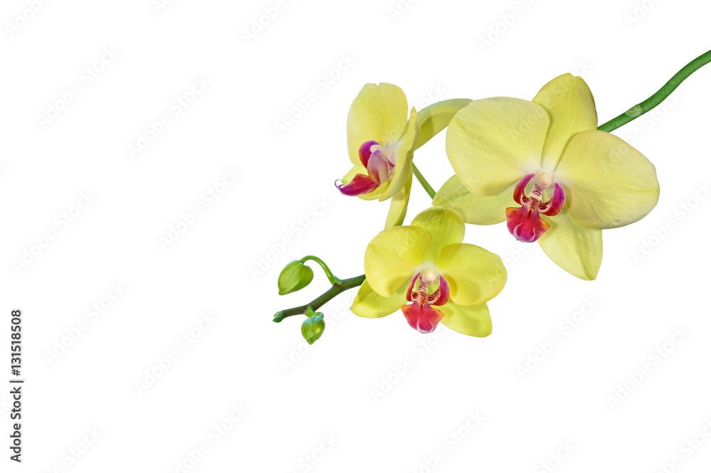 Naklejka premium Yellow phalaenopsis orchid flowers isolated on white