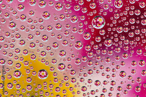 Polyanthus reflected in water droplets
