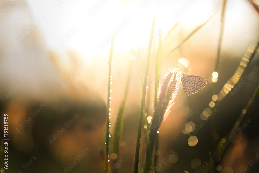 Vintage park outdoor and nature background. Butterfly and glass flower sunshine light in the morning. Bokeh of water.