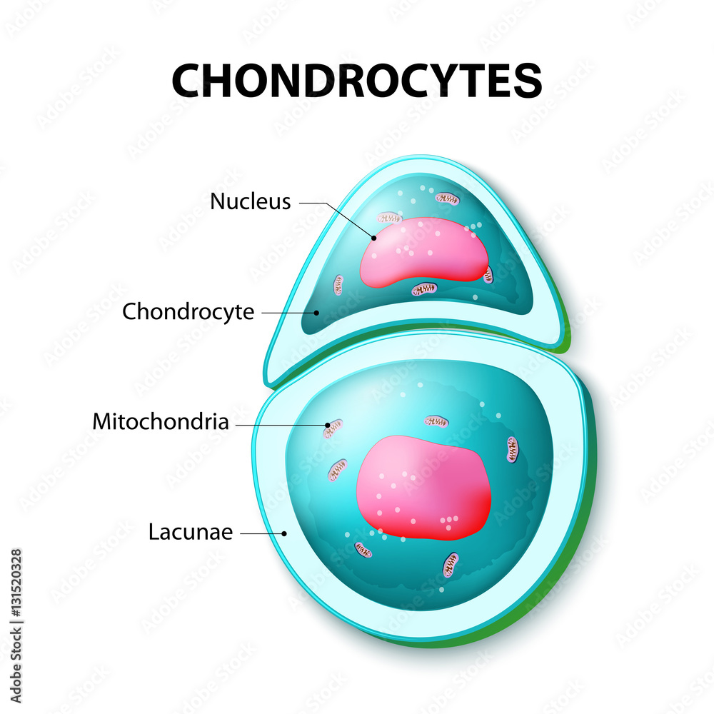 structure of the chondrocytes Stock Vector | Adobe Stock