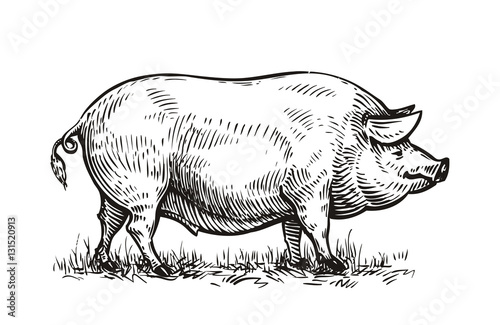 Hand drawn pig. Sketch vector illustration photo