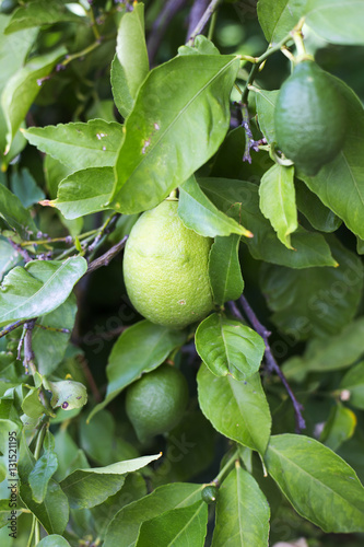 Organic lemons in Ivan Dolac, Hvar island - Croatia