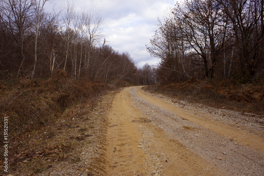 Forest path on Petrova gora mountain, Croatia