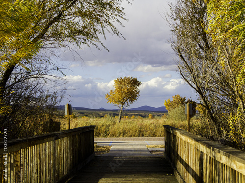 Plakat w ramie Tree and bridge bosque del apache