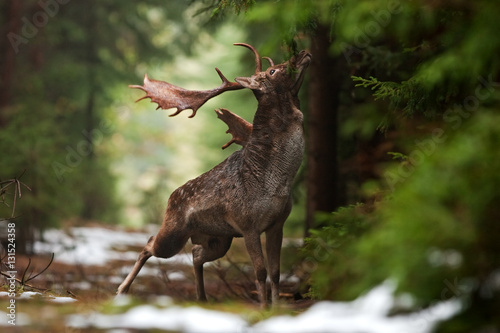 fallow deer, dama dama, czech republic