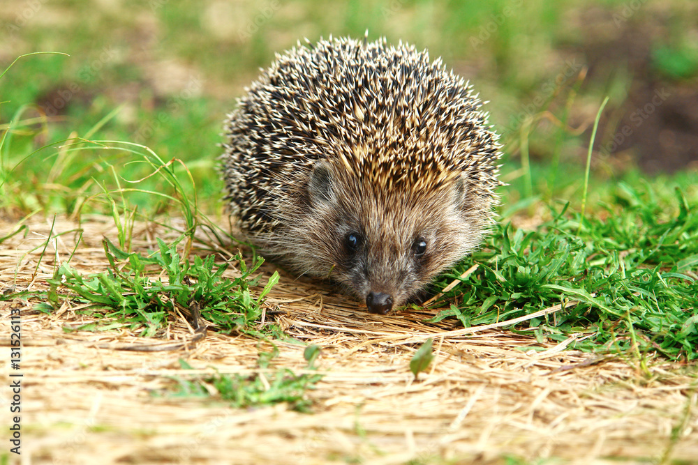 Hedgehog in grass and looking at the camera 1 Hedgehog in grass and looking at the camera 1