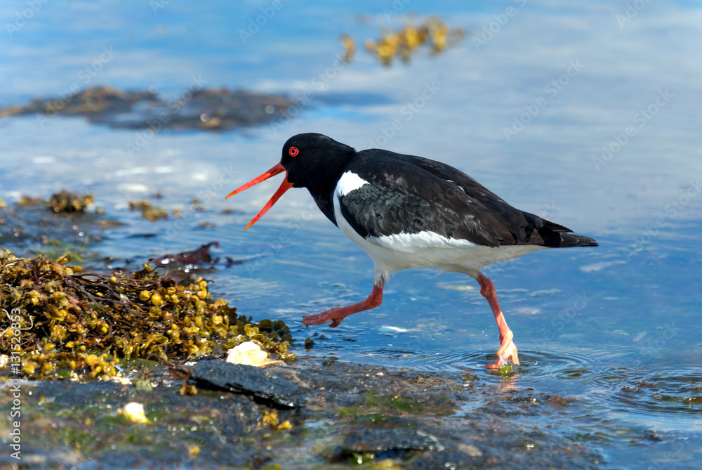 oystercatcher in it's natural habitat.Tromso.Norway oystercatcher in it's natural habitat.Tromso.Norway