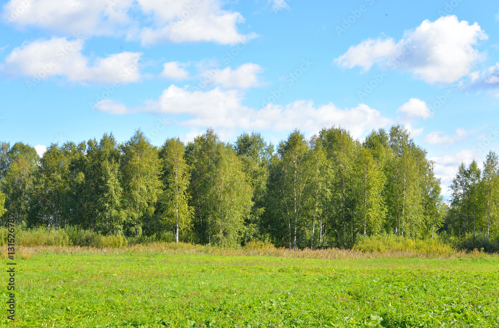 Trees in summer forest. Trees in summer forest.