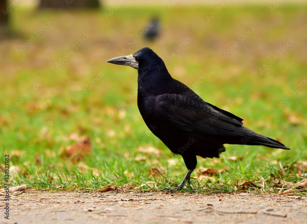 Black rook on brown autumn leaves Black rook on brown autumn leaves