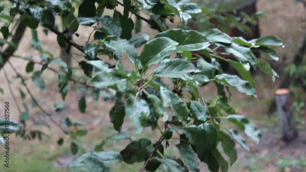 water drops on green leaves during heavy rain in garden water drops on green leaves during heavy rain in garden