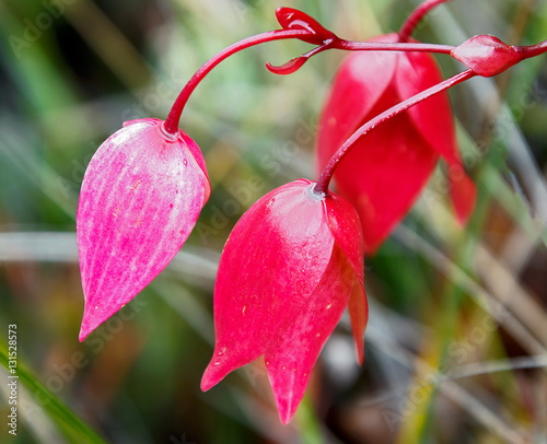 A very rare endemic flower on the plateau of Roraima - Venezuela photo
