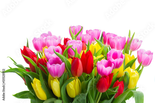 fresh blooming violet, yellow and red tulip flowers with green leaves close up isolated on white background