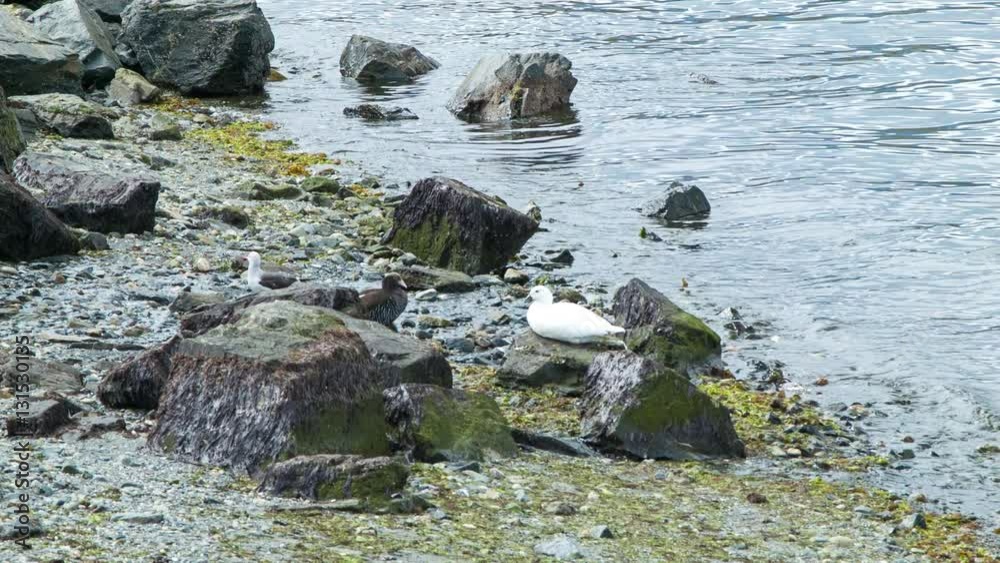 Sea Birds at the Edge of the Beagle Channel in South America Sitting on Rocks with Cold Water Softly Breaking Ashore Sea Birds at the Edge of the Beagle Channel in South America Sitting on Rocks with Cold Water Softly Breaking Ashore