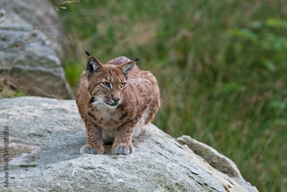 Fototapeta premium eurasian lynx, lynx lynx
