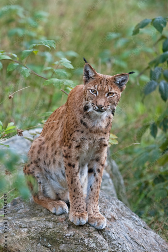 eurasian lynx, lynx lynx
