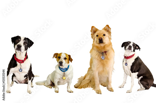 Canvas Print Dog Collage