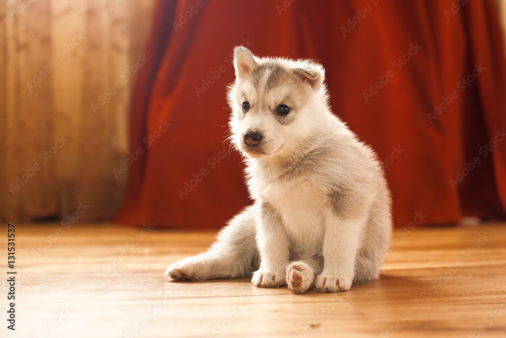 siberian husky puppy