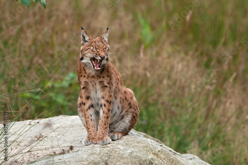 eurasian lynx , lynx lynx