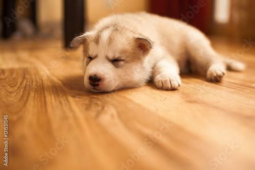 sleeping siberian husky puppy
