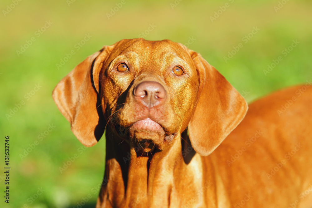 The portrait of a young Hungarian Vizsla dog staying outdoors in autumn The portrait of a young Hungarian Vizsla dog staying outdoors in autumn