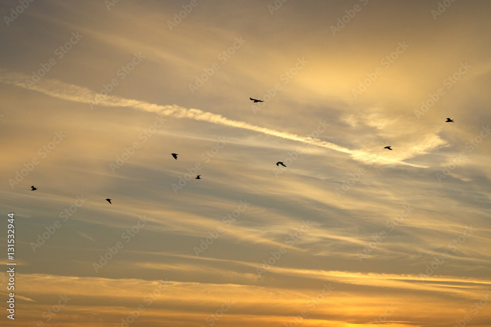 Vögel am Abendhimmel