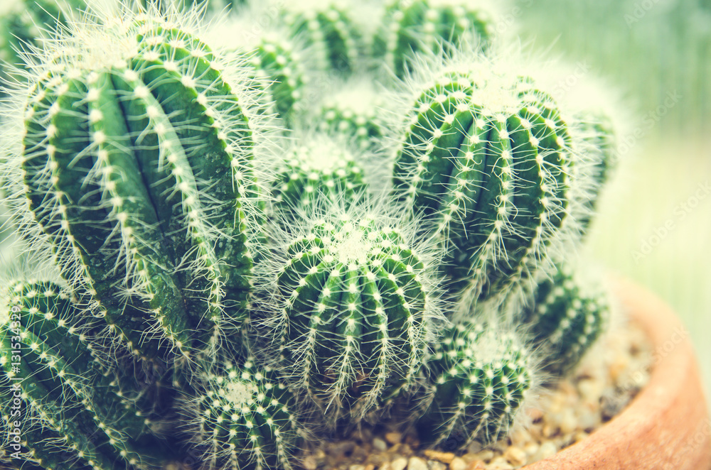 cactus in pot on wall decoration home