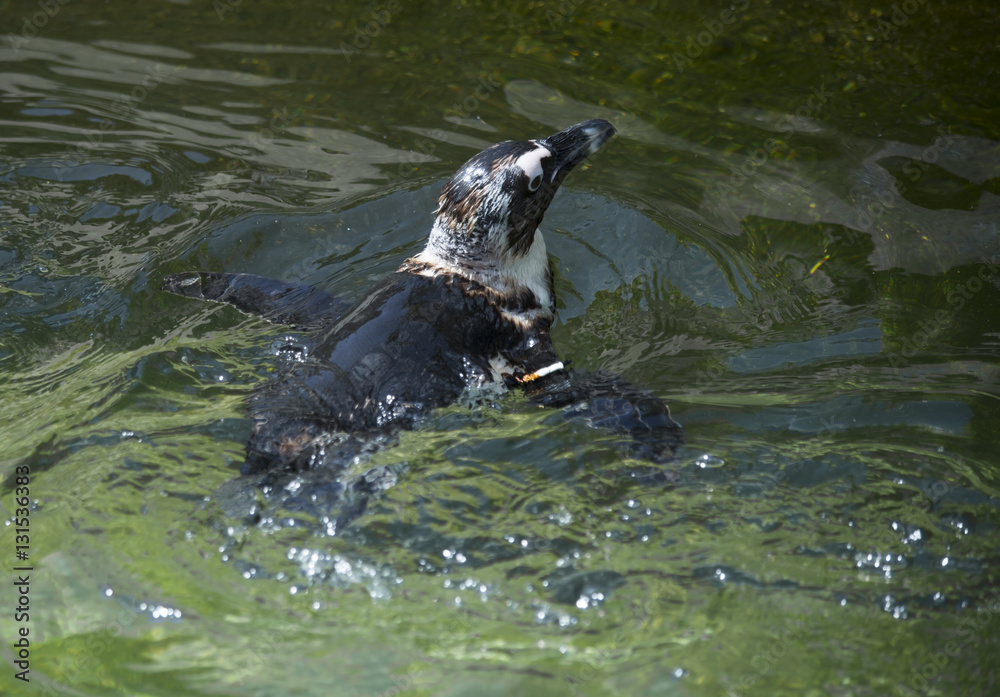 Obraz premium Penguin swimming