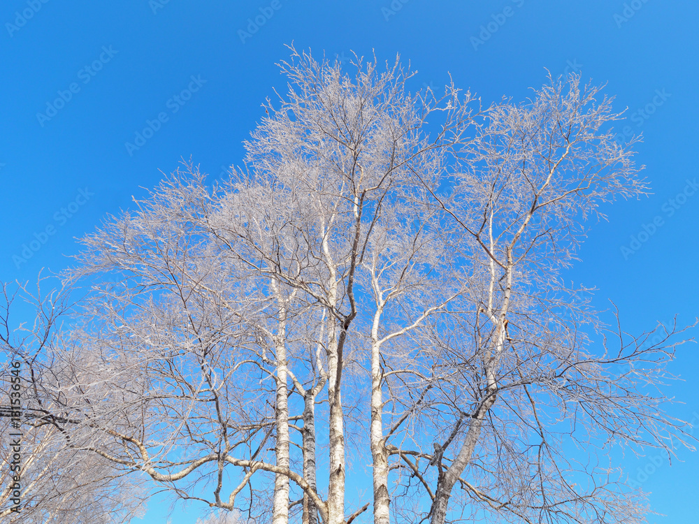 樹氷 樹氷