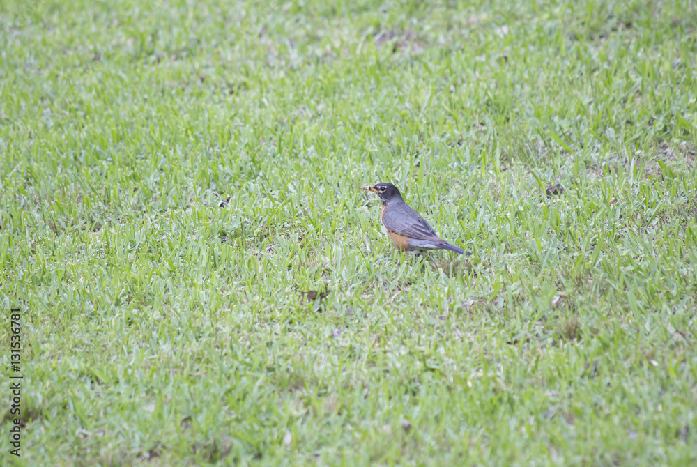 American Robin (Turdus Migratorius ) American Robin (Turdus Migratorius )
