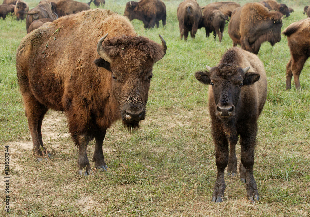 American Bison American Bison