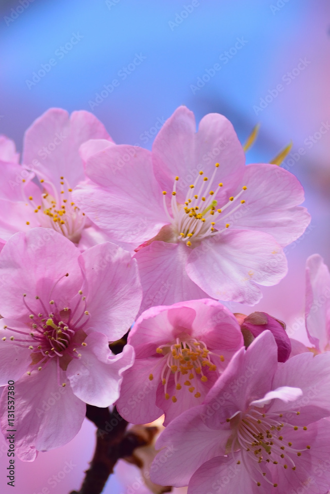Macro details of Pink Cherry Blossoms in vertical frame Macro details of Pink Cherry Blossoms in vertical frame